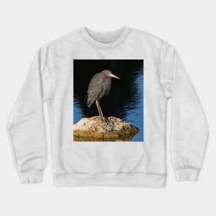 Little Blue Heron on the rocks Crewneck Sweatshirt